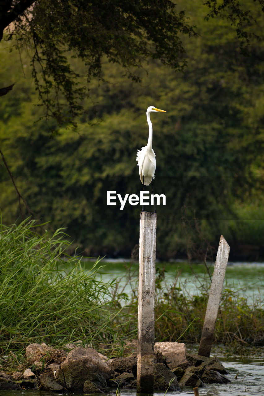 HERON PERCHING ON WOODEN POST