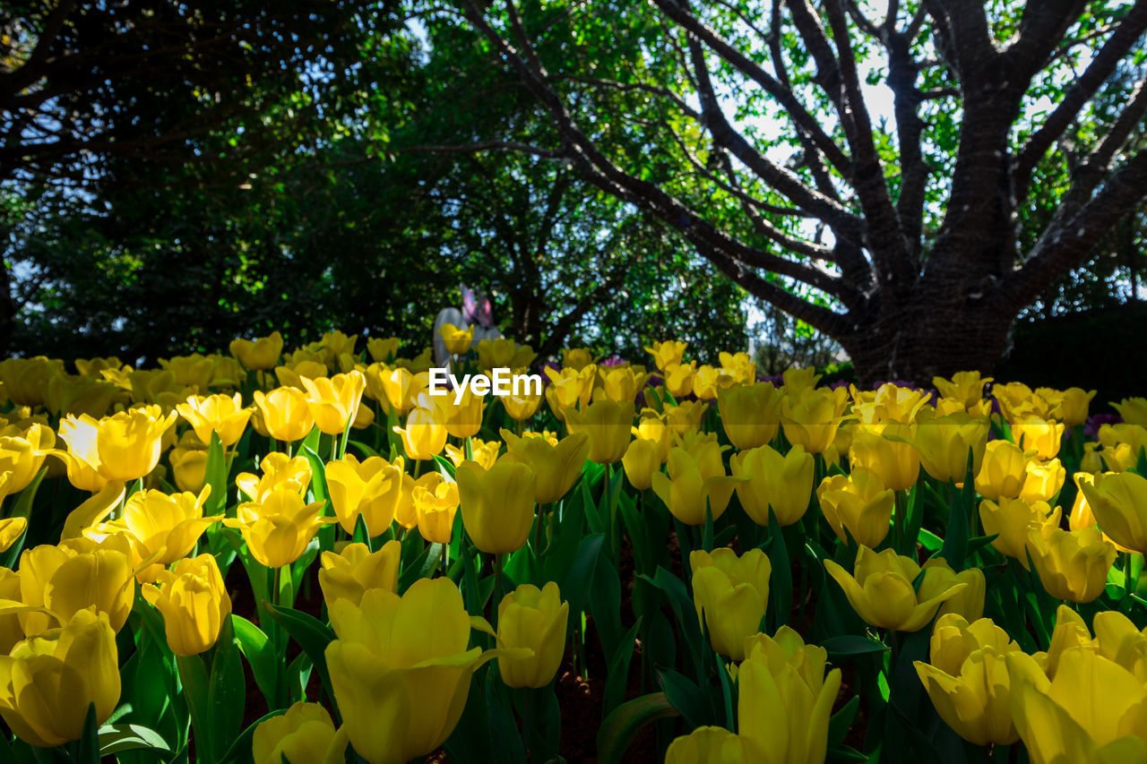 Close-up of yellow flowering plants in park