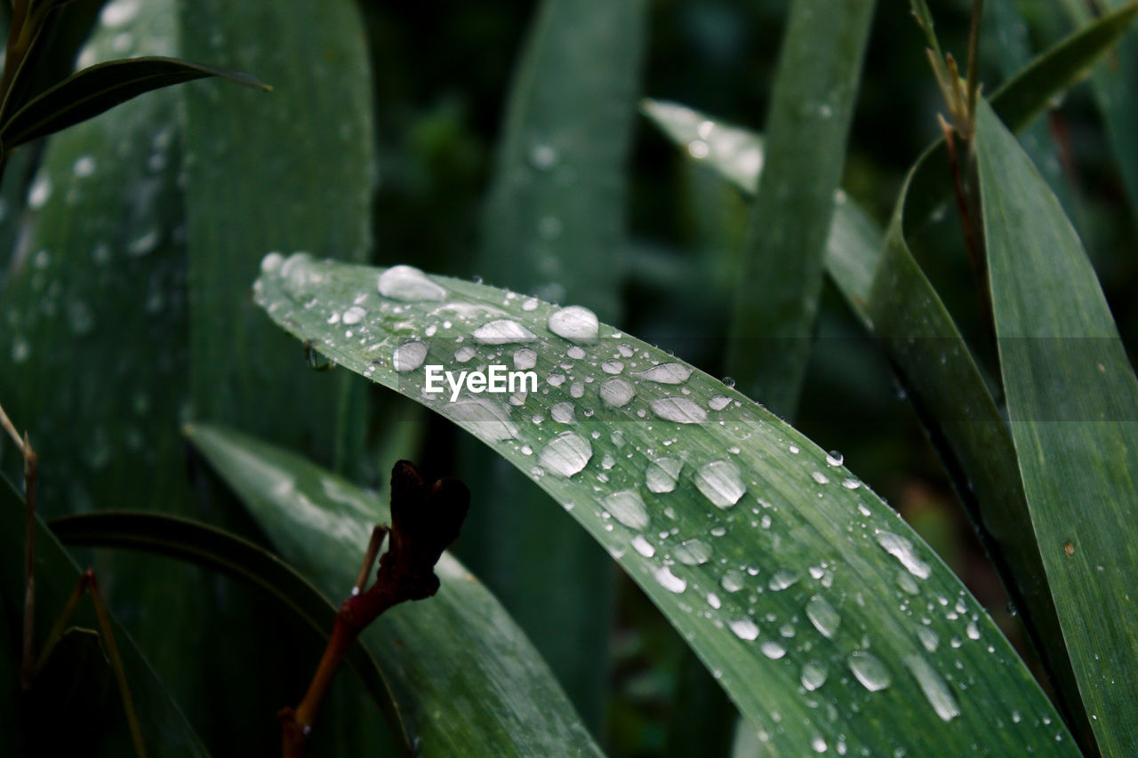 Close-up of raindrops on leaves