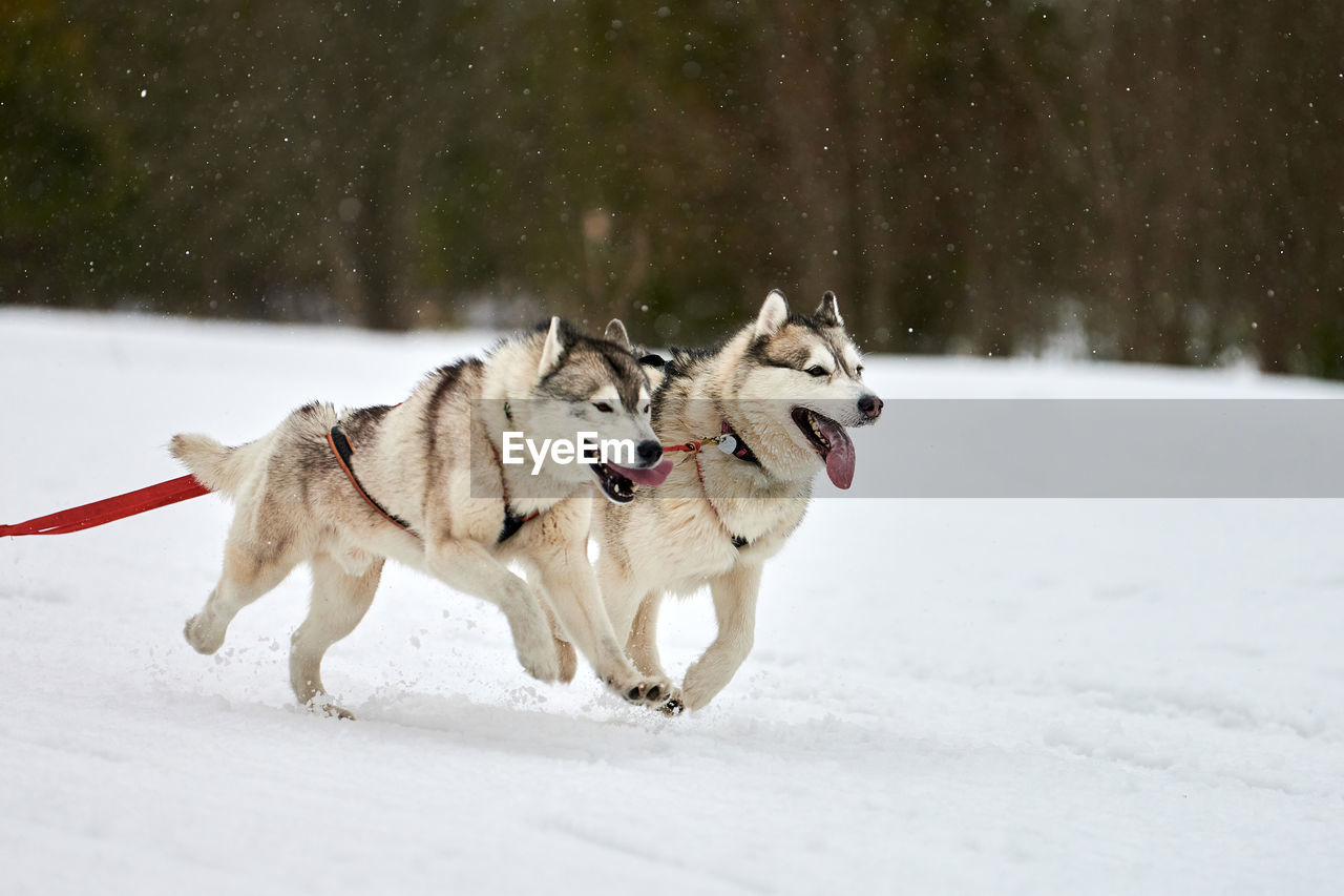 Running husky dog on sled dog racing. winter dog sport sled team competition. siberian husky dog