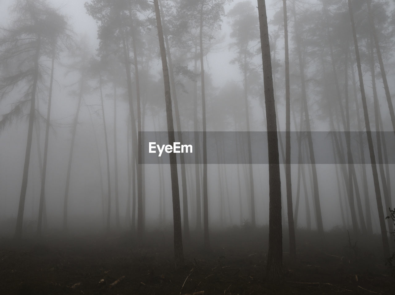 Trees in forest against sky