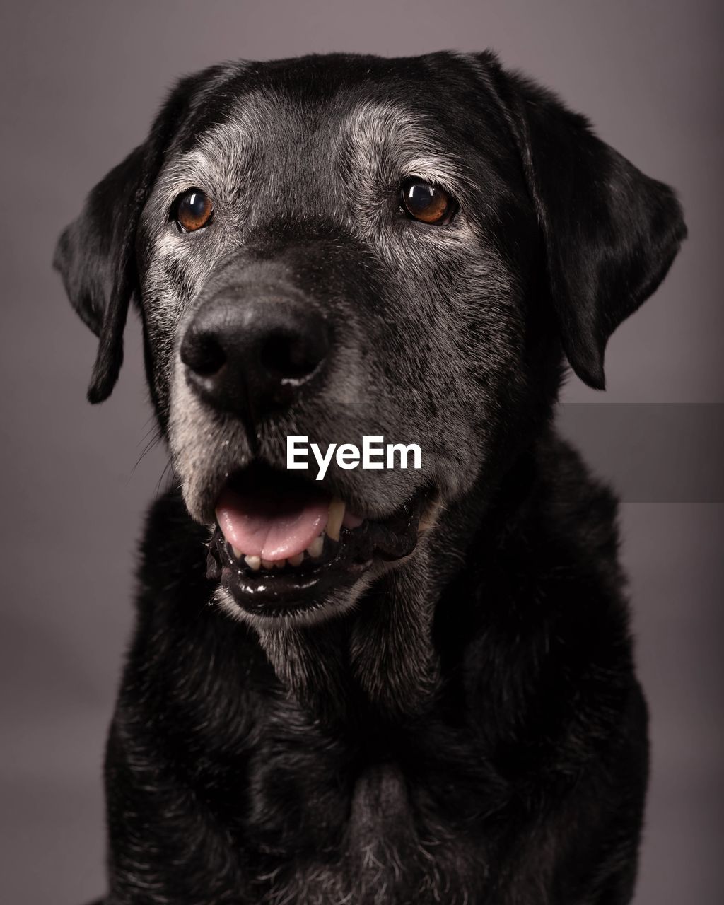 CLOSE-UP PORTRAIT OF DOG LOOKING AWAY