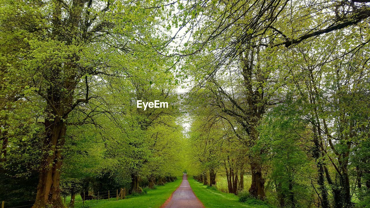 Road amidst trees in forest