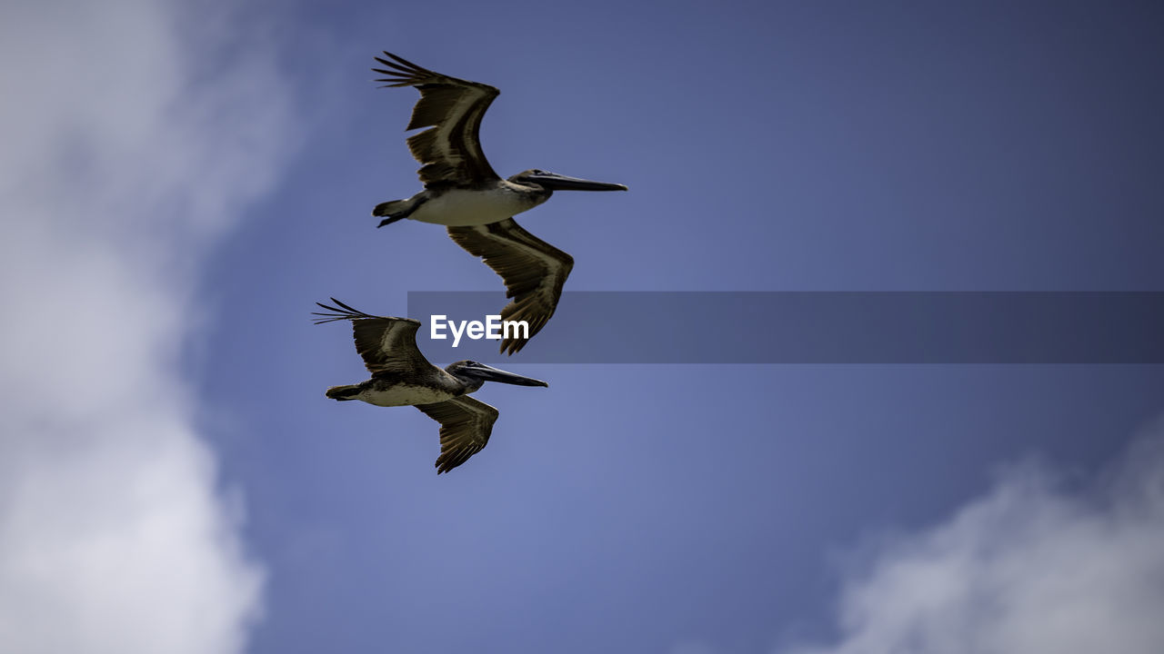 flying, sky, animal themes, animal, cloud, animal wildlife, wildlife, bird, spread wings, mid-air, nature, motion, wing, no people, low angle view, animal body part, group of animals, outdoors, full length, day, blue