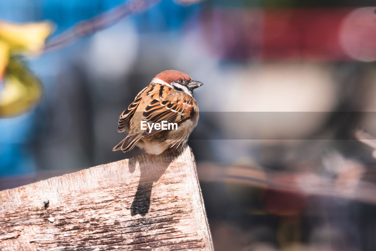 CLOSE-UP OF BUTTERFLY PERCHING ON WOOD