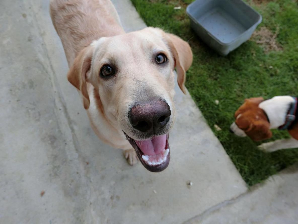 CLOSE-UP PORTRAIT OF GOLDEN RETRIEVER WITH BALL ON FLOOR