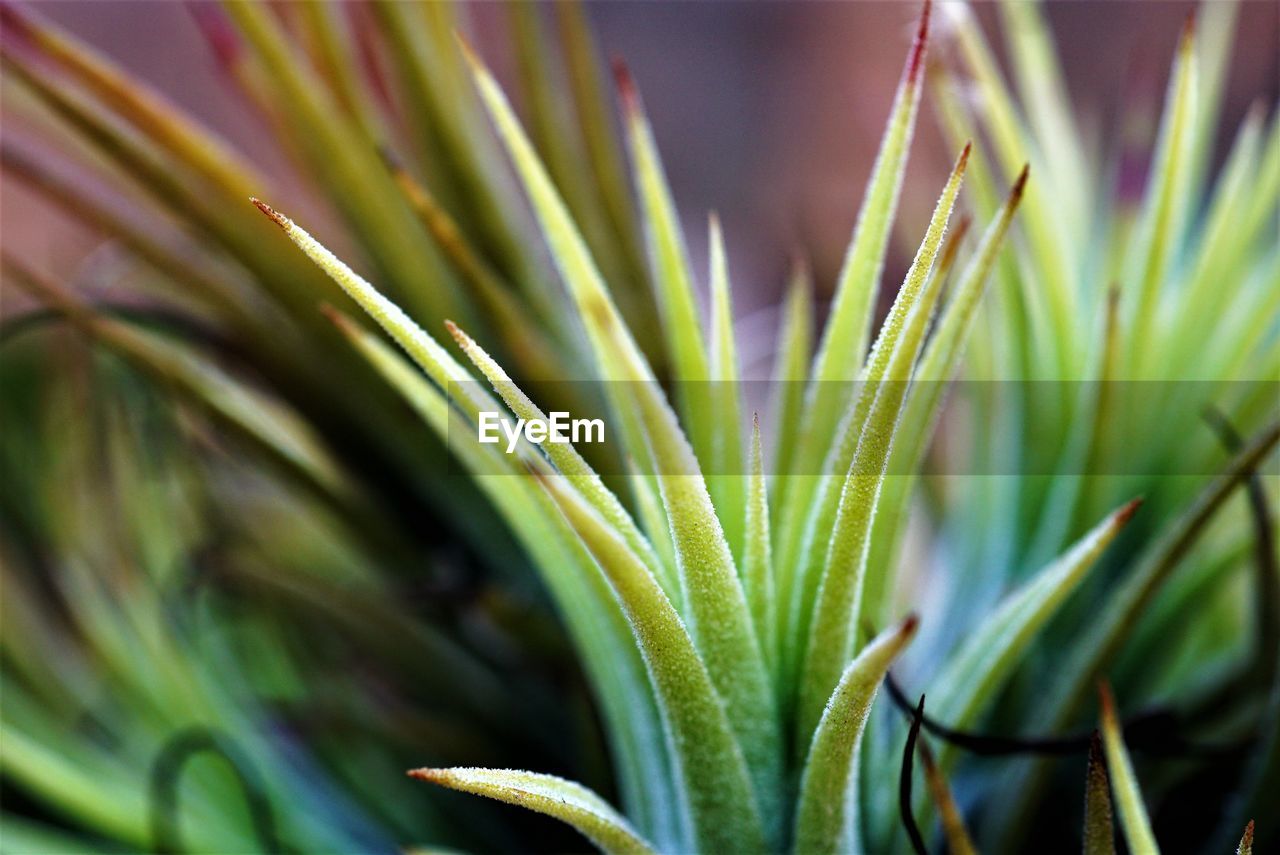 Close-up of green plant