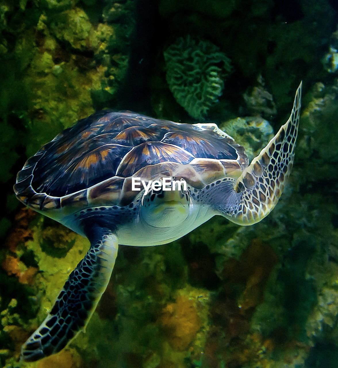 Close-up of turtle swimming in sea