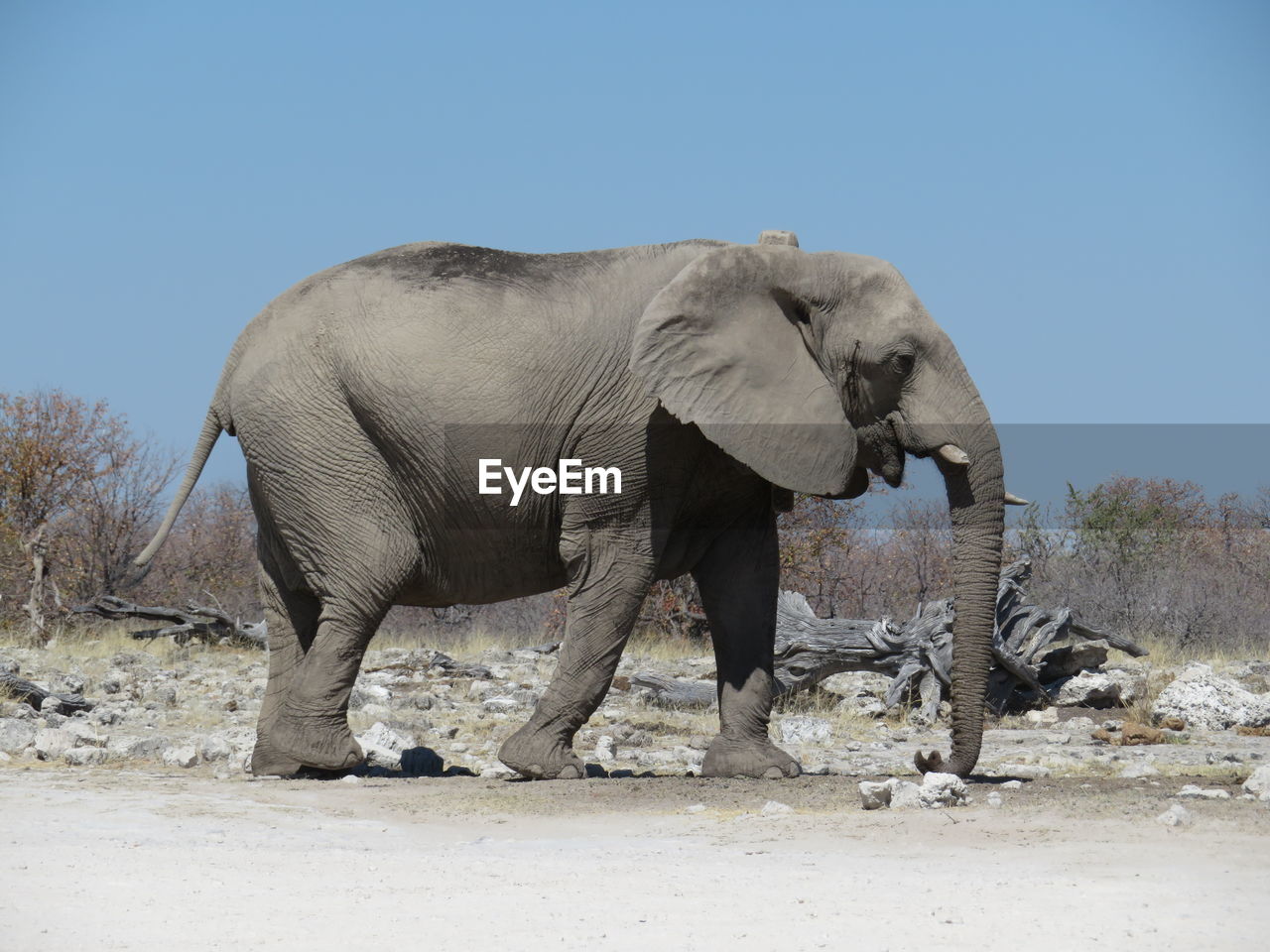 VIEW OF ELEPHANT WALKING ON FIELD