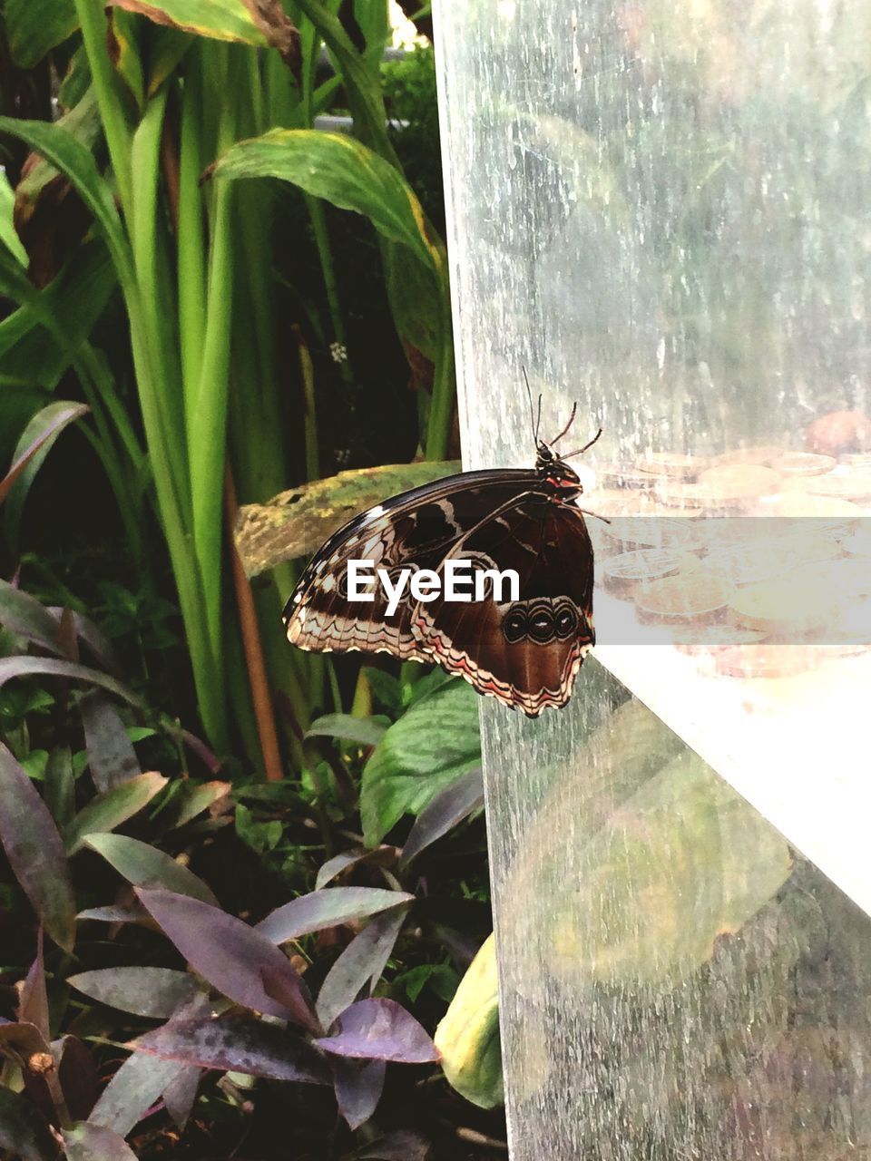 INSECT ON LEAF