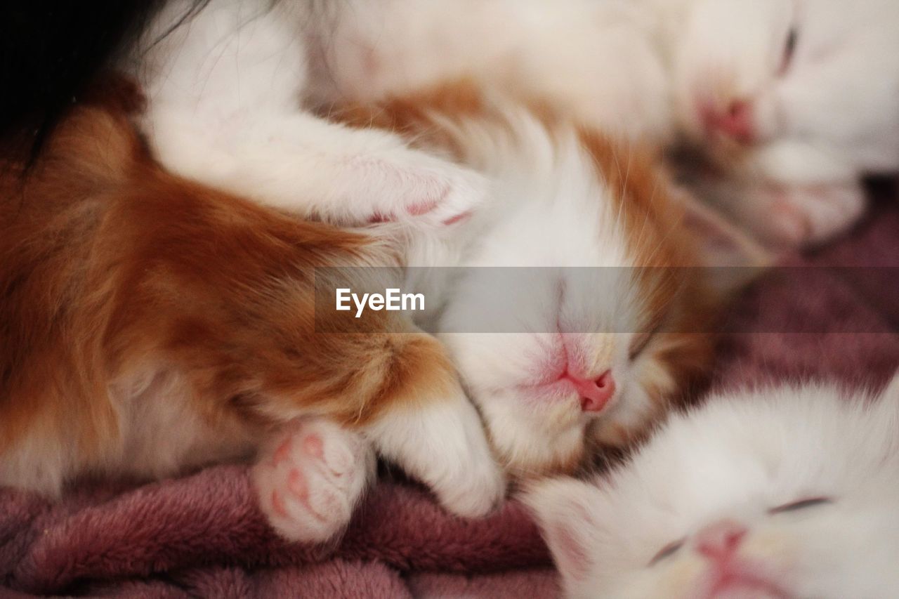 A brunch of sleeping siberian cat kittens 