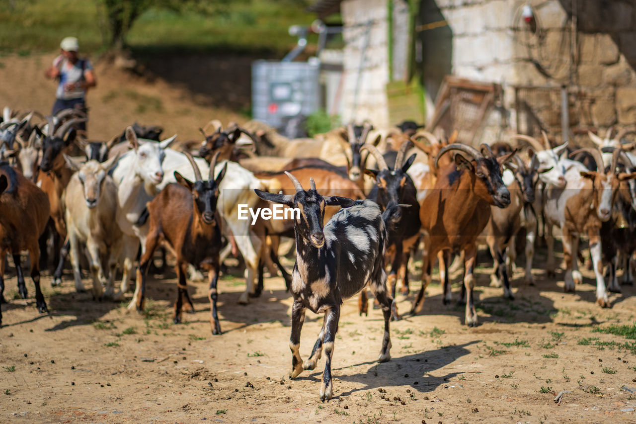 Herd of goat on land 