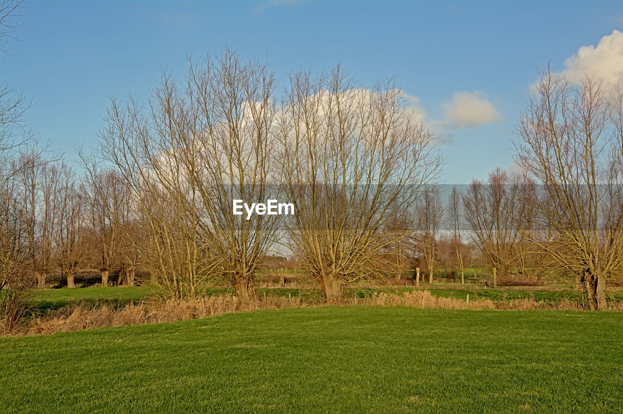 VIEW OF BARE TREES ON FIELD