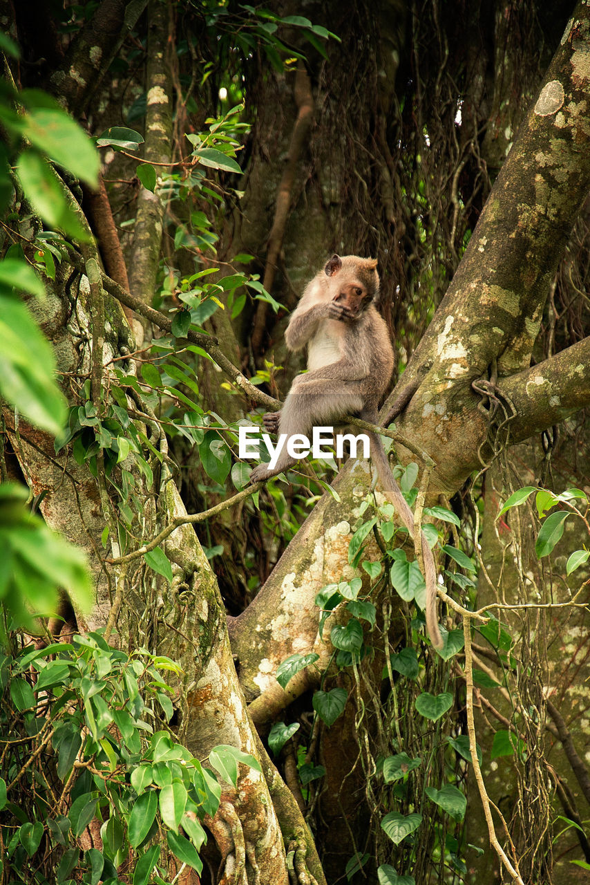 Low angle view of monkey on tree