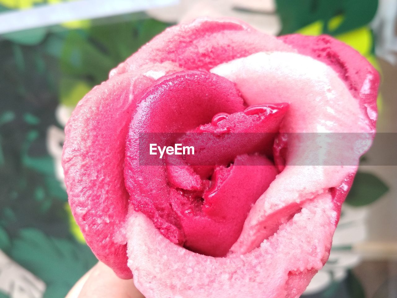 CLOSE-UP OF PINK ROSE IN RED FLOWER