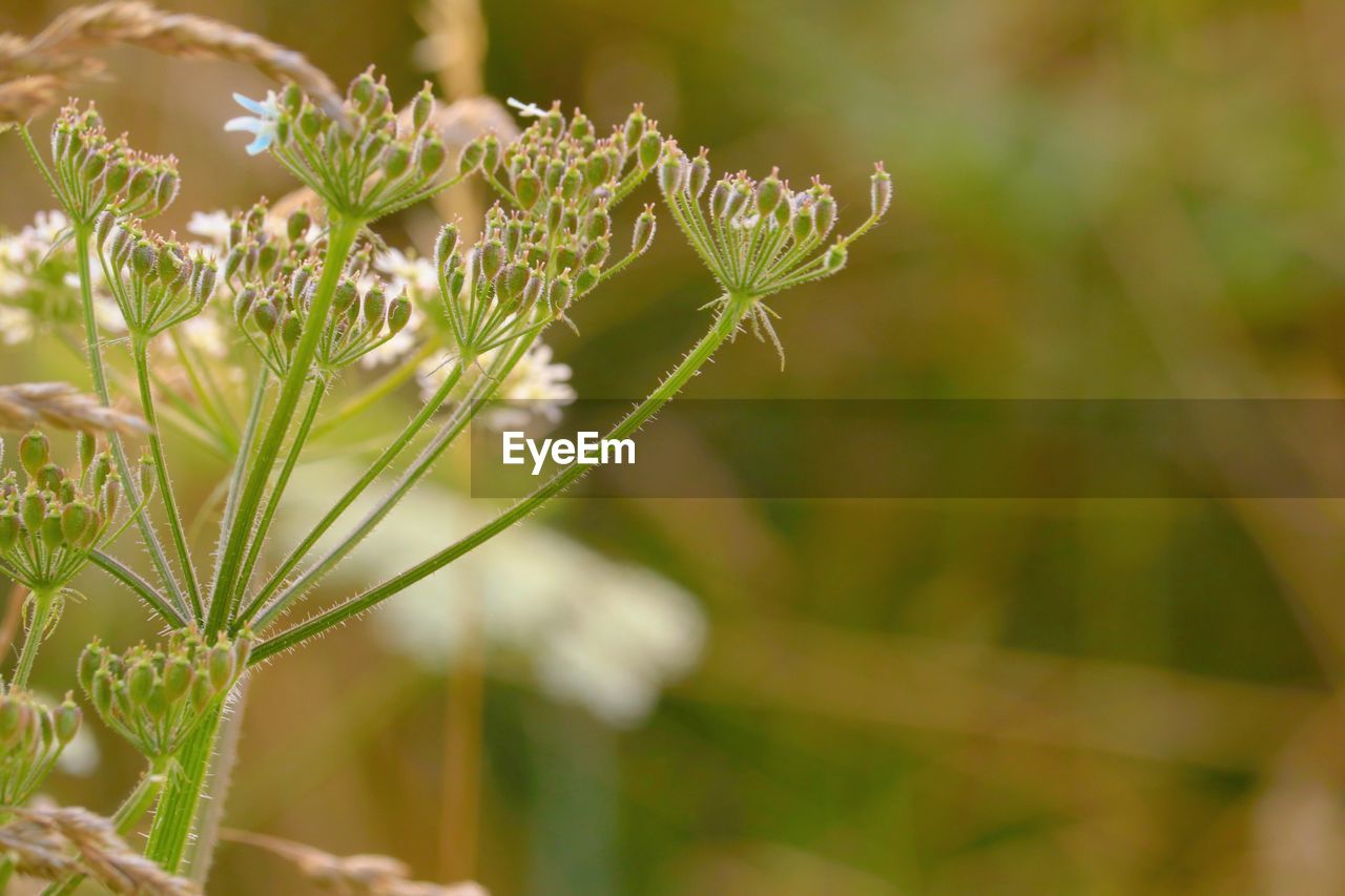 plant, flower, beauty in nature, nature, flowering plant, close-up, growth, focus on foreground, macro photography, freshness, grass, green, no people, outdoors, wildflower, meadow, fragility, day, selective focus, herb, environment, plant part, food, prairie, leaf, land, summer, plant stem, springtime, food and drink, blossom, field, botany, sunlight