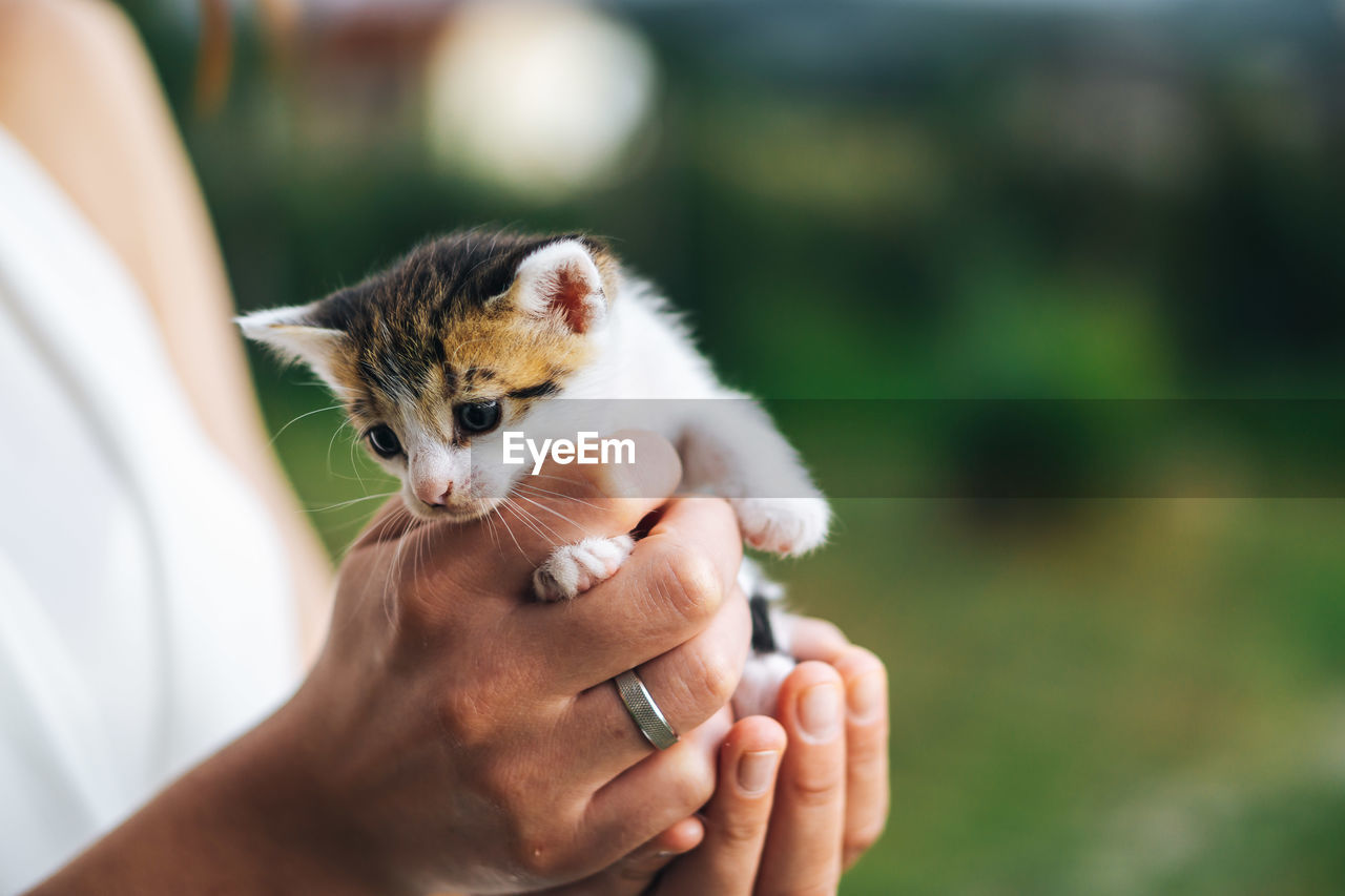 Close-up of hand holding kitten