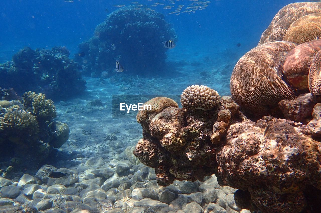 Close-up of coral swimming in sea