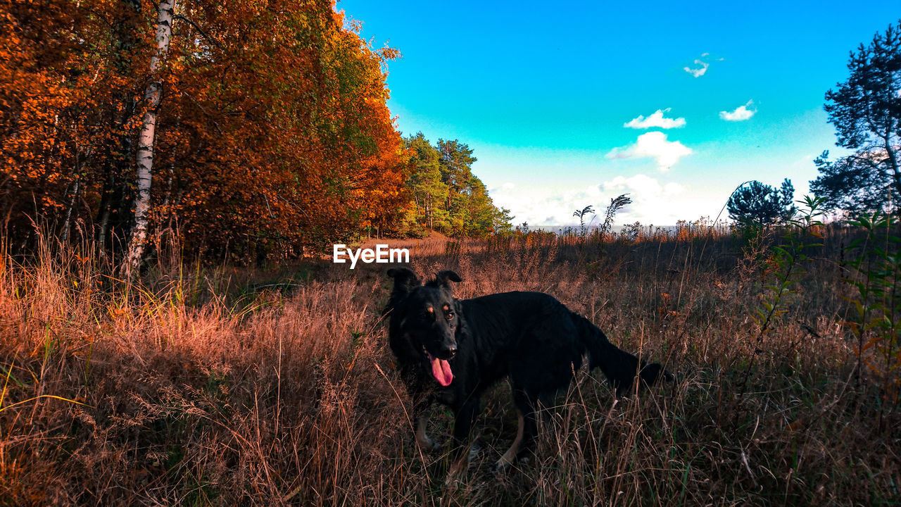 Black dog on a field-autumn 
