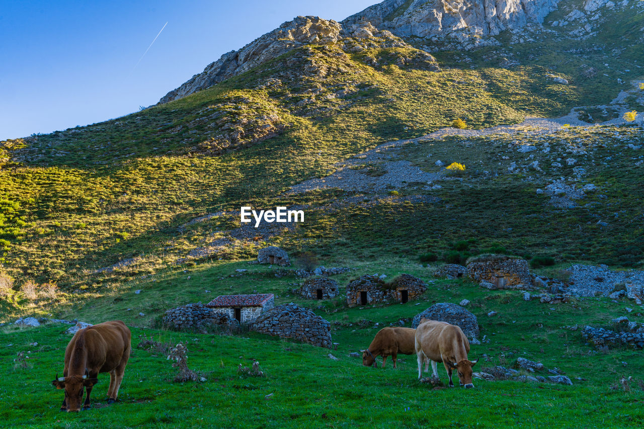 VIEW OF A HORSE GRAZING IN FIELD