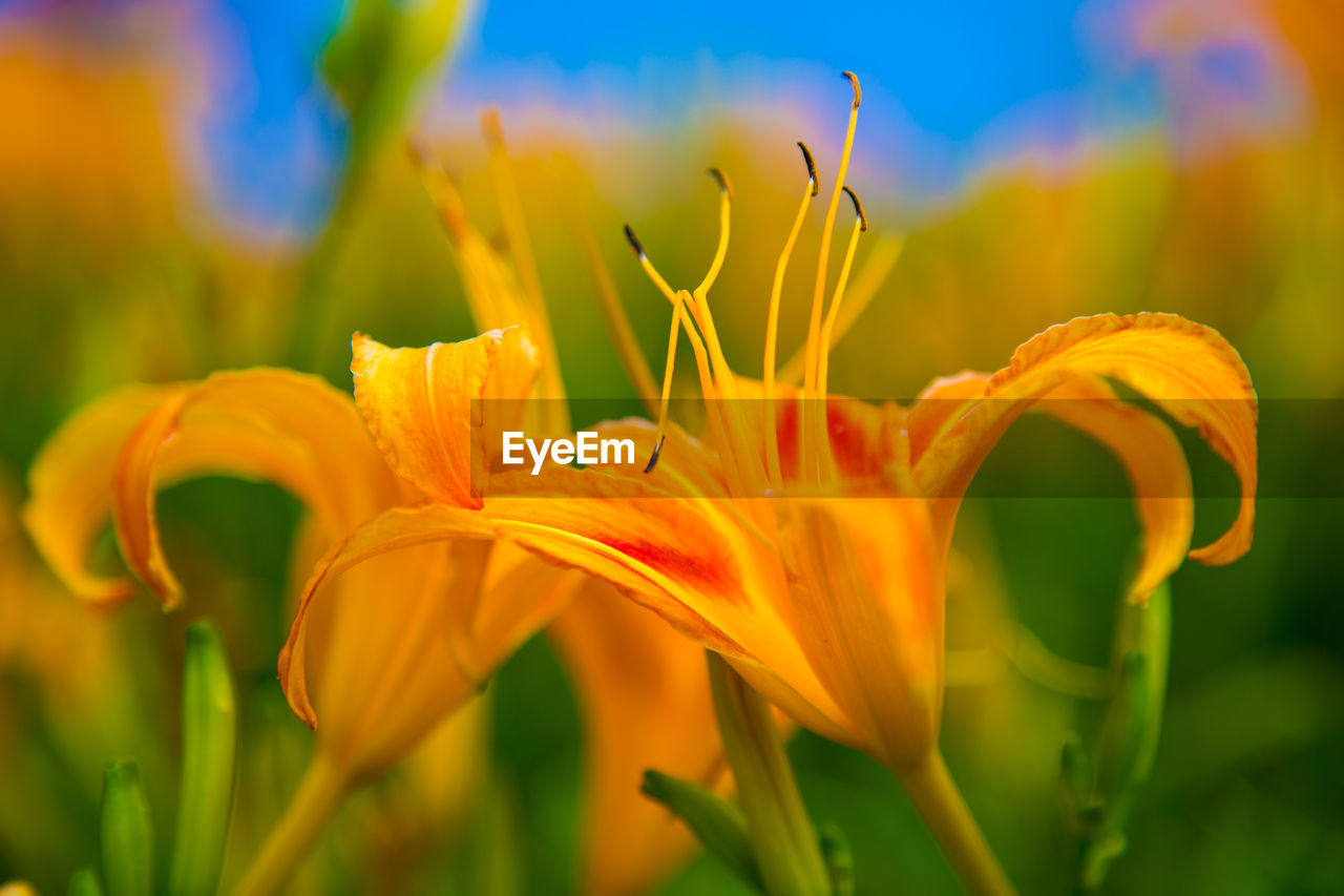 Close-up of yellow flowers blooming in field