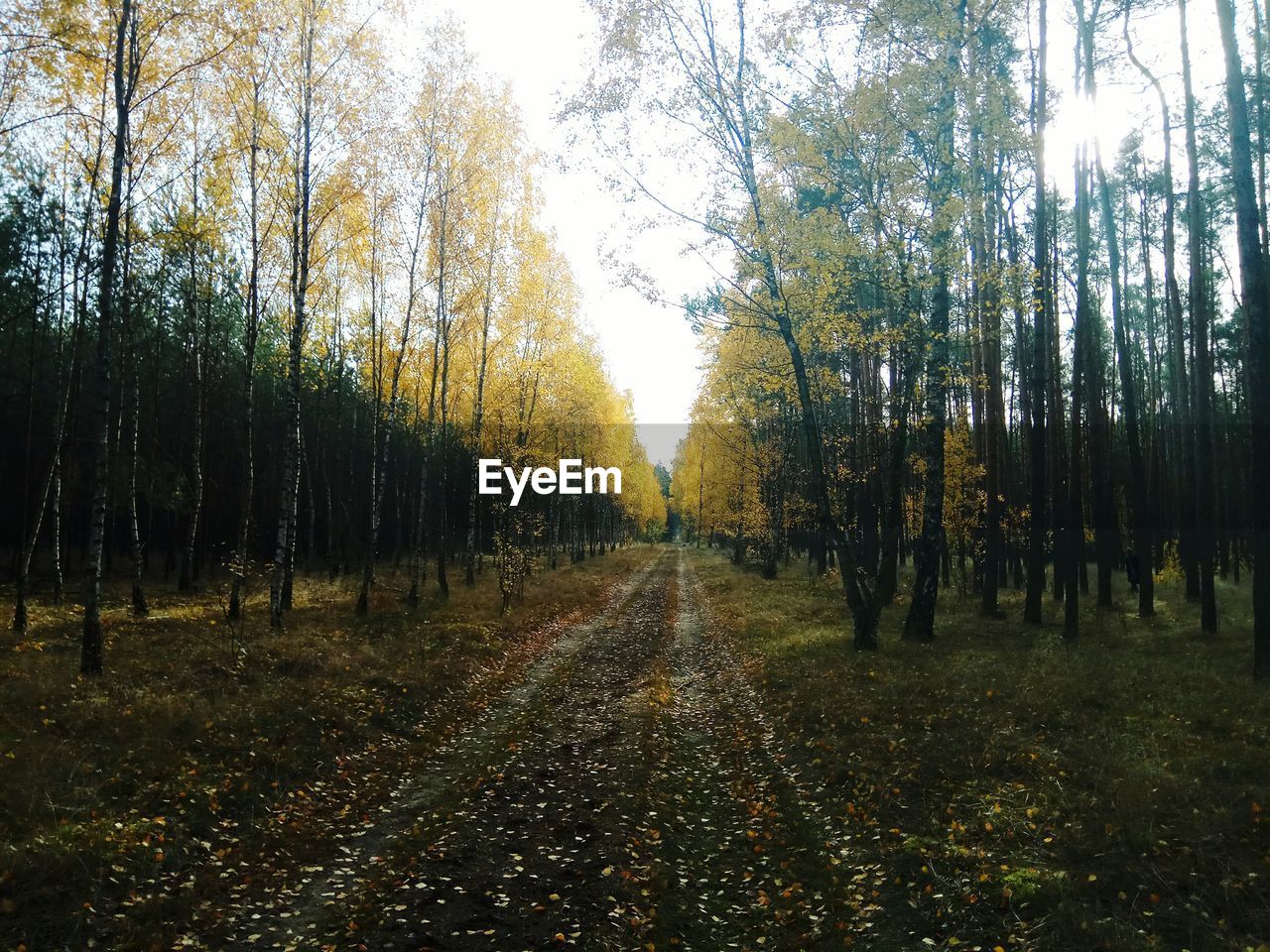 Trees in forest during autumn