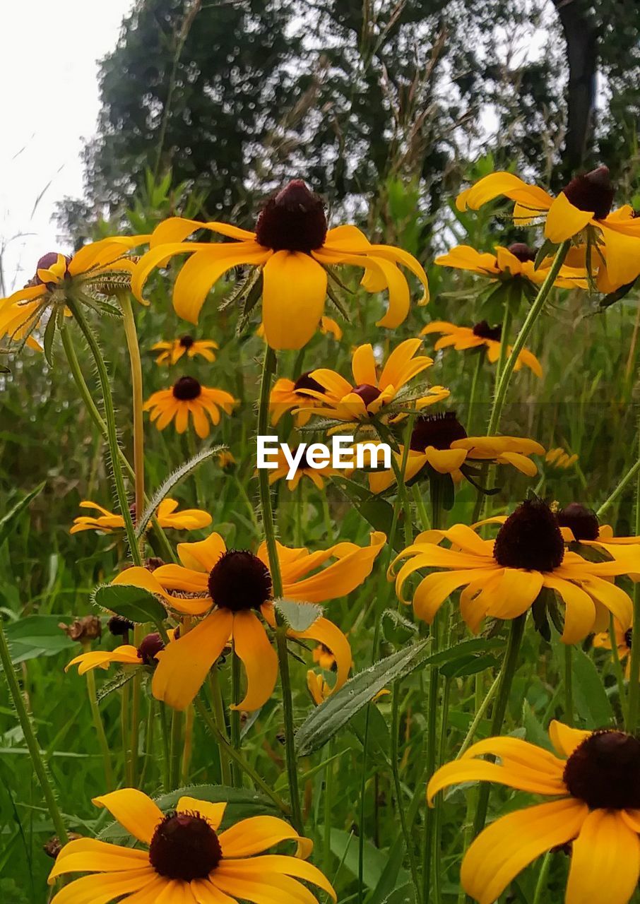 CLOSE-UP OF YELLOW FLOWERS BLOOMING IN FIELD