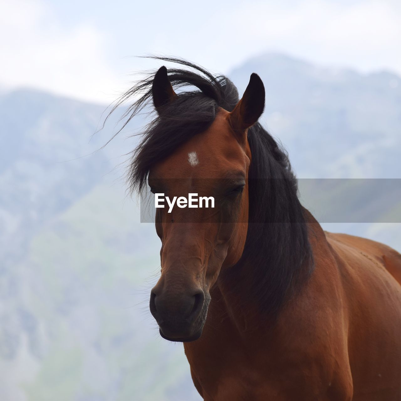 CLOSE-UP PORTRAIT OF HORSE