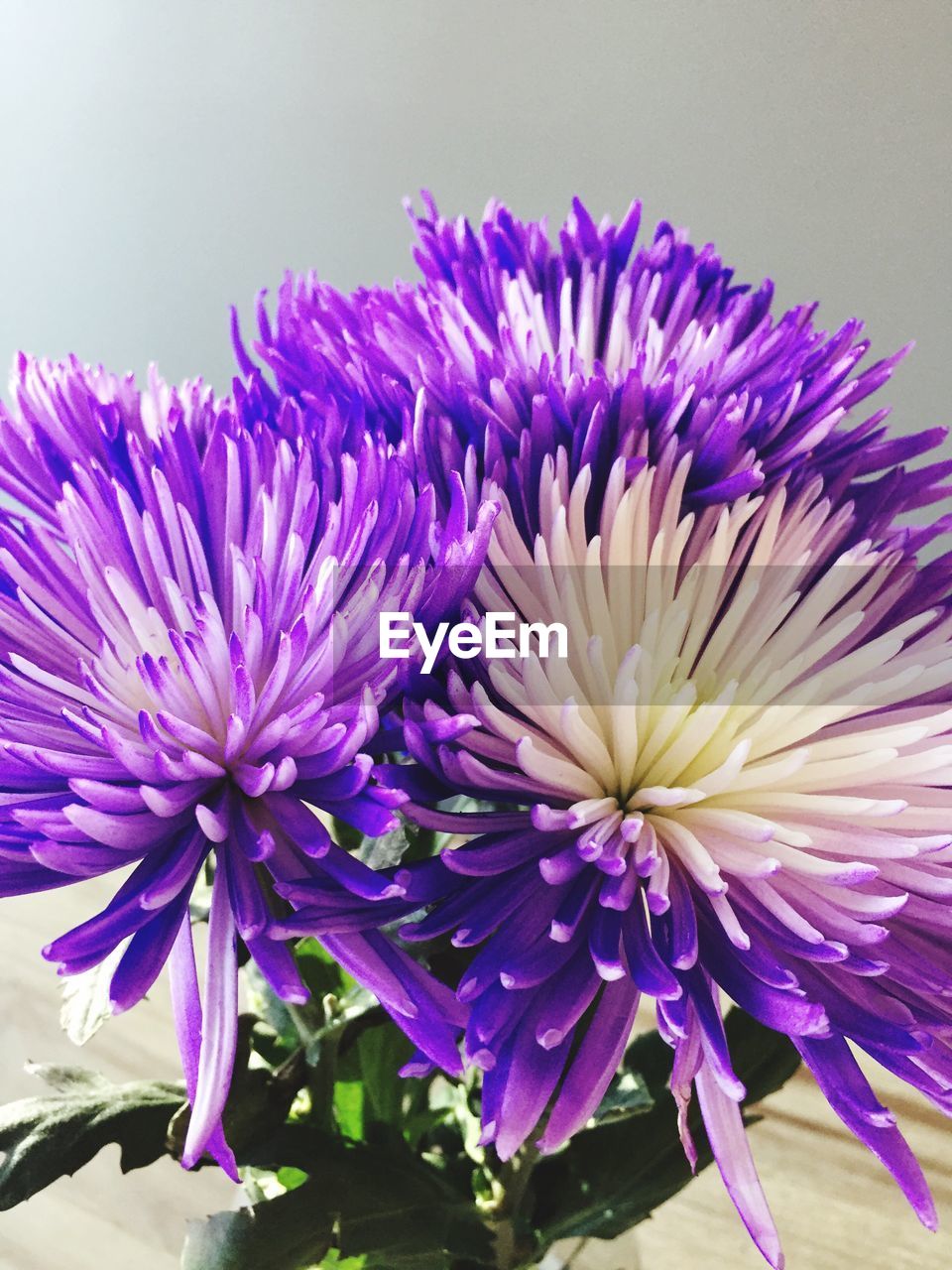 CLOSE-UP OF PURPLE FLOWER AGAINST BLURRED BACKGROUND