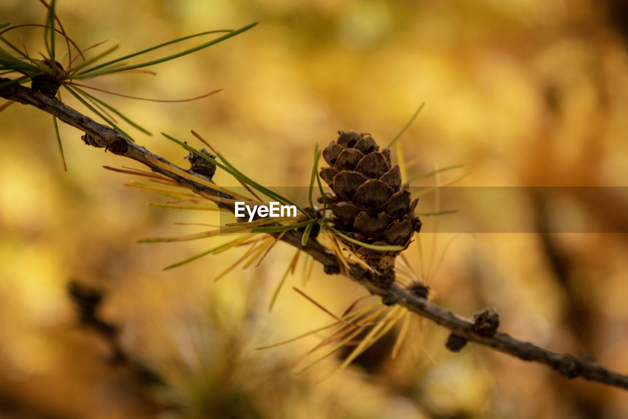 plant, branch, nature, close-up, macro photography, flower, leaf, autumn, beauty in nature, tree, thorns, spines, and prickles, grass, twig, no people, focus on foreground, food, outdoors, food and drink, land, plant stem, environment, selective focus, coniferous tree, landscape, pinaceae, plant part, growth, social issues, animal wildlife, flowering plant, animal, forest, agriculture, pine tree, tranquility, dry, day, animal themes, freshness, macro