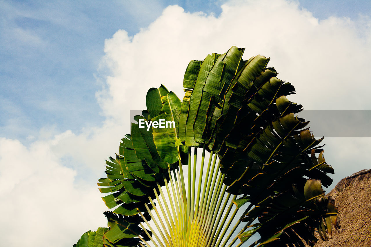 Close-up of fresh green leaf against sky