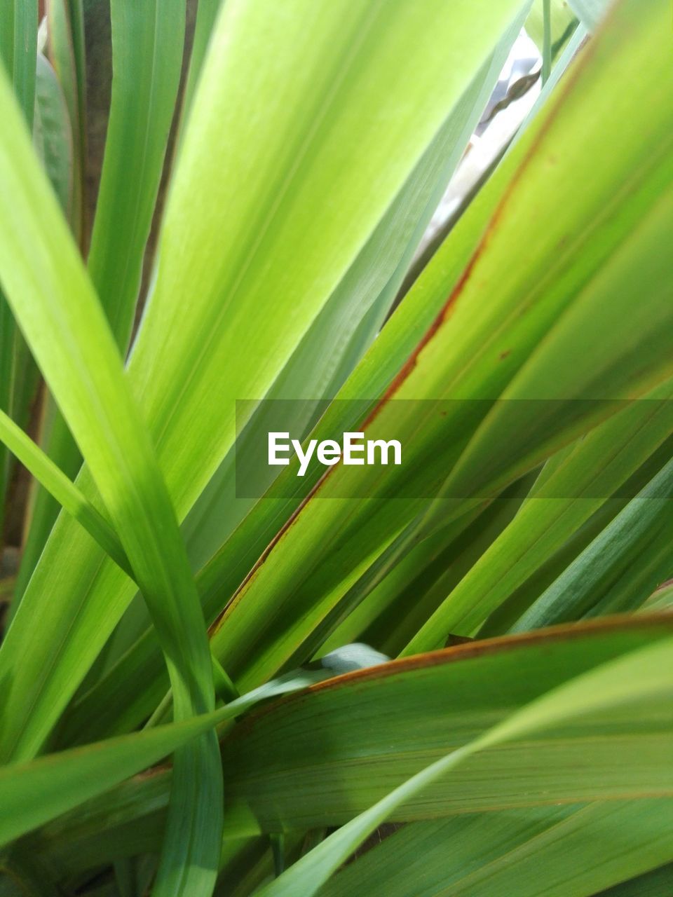 CLOSE-UP OF GREEN LEAF