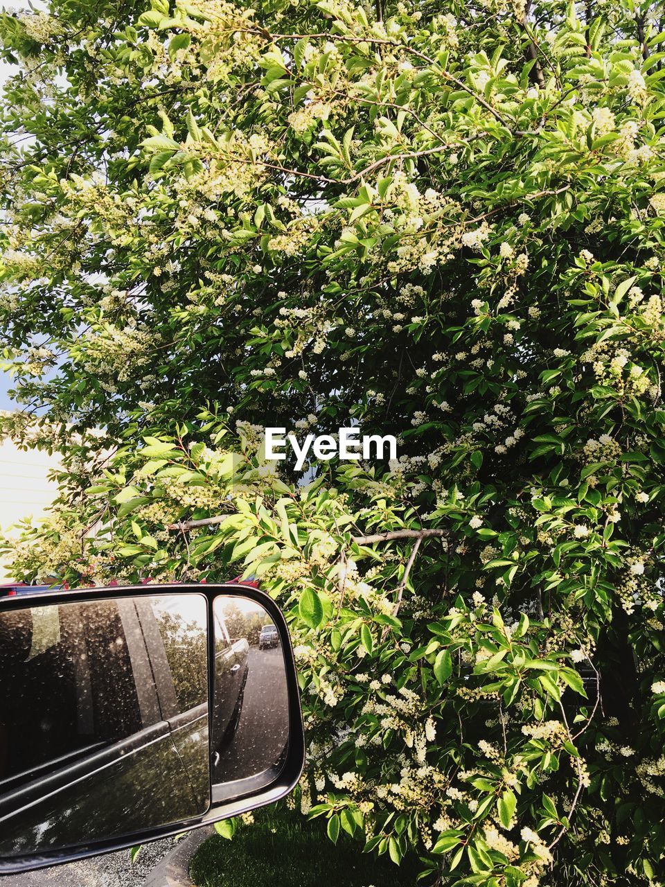 CLOSE-UP OF CAR ON SIDE-VIEW MIRROR AGAINST TREES