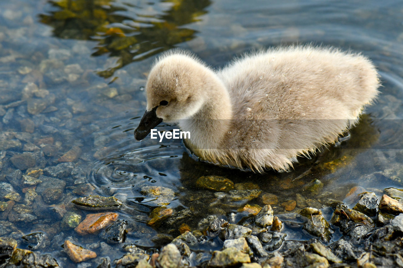 CLOSE-UP OF A DUCK IN LAKE