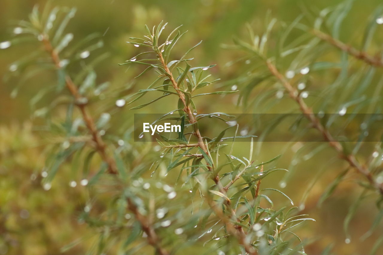 Close-up of wet tree branch