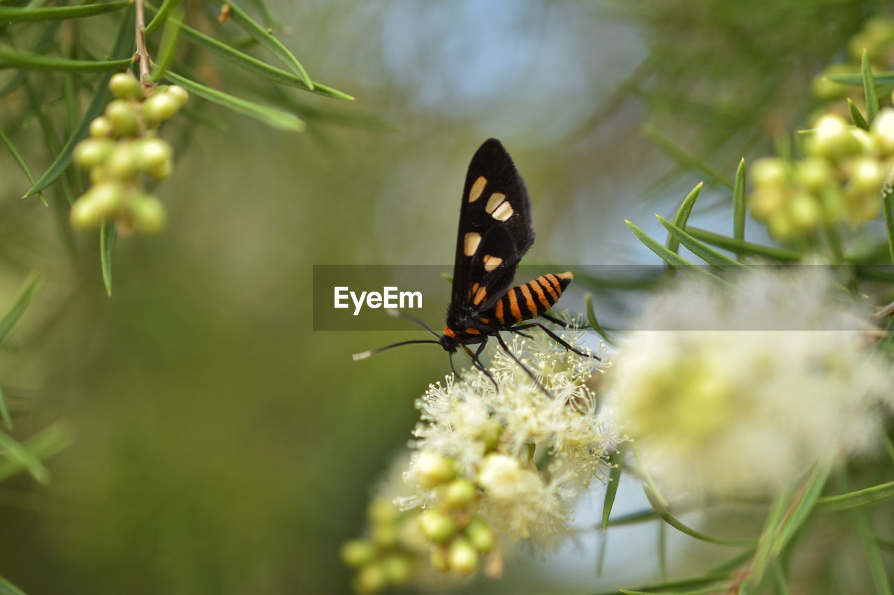 BUTTERFLY ON FLOWER