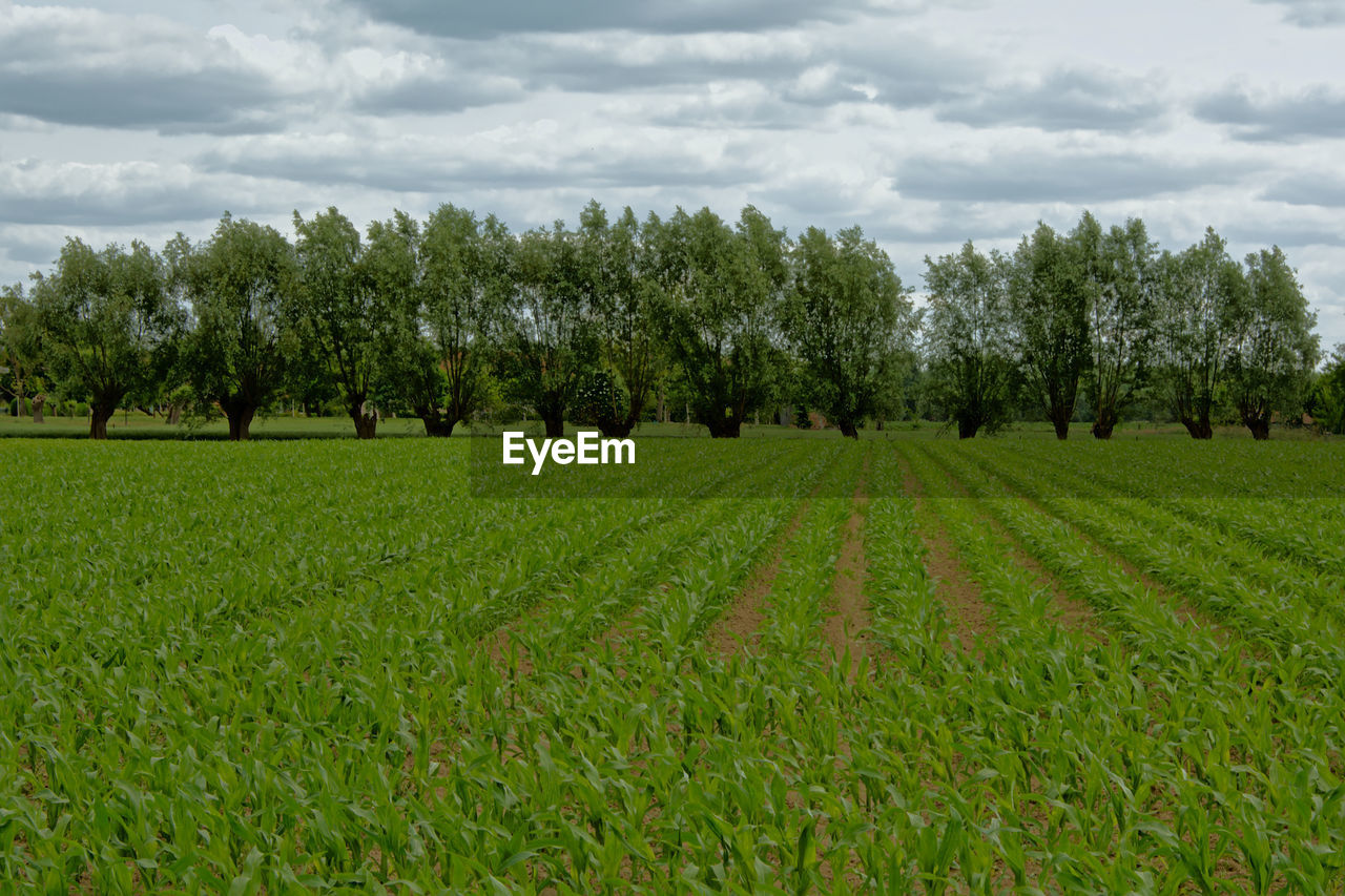 SCENIC VIEW OF FARM AGAINST SKY