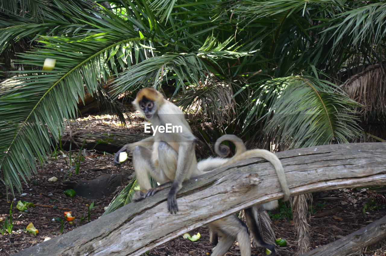 Spider monkey sitting on wooden fence at zoo