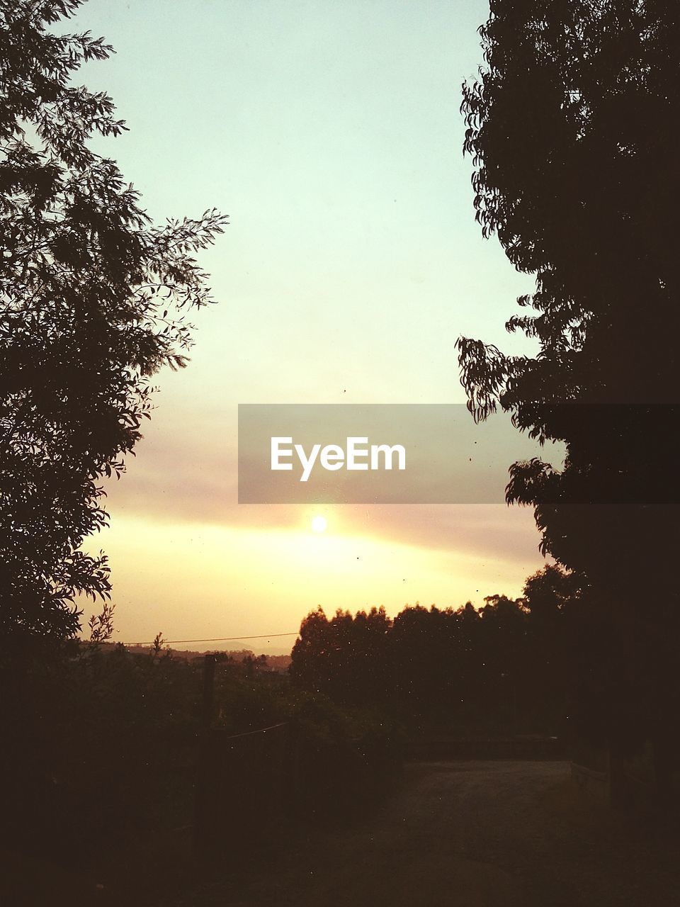 SILHOUETTE OF TREES ON FIELD AT SUNSET