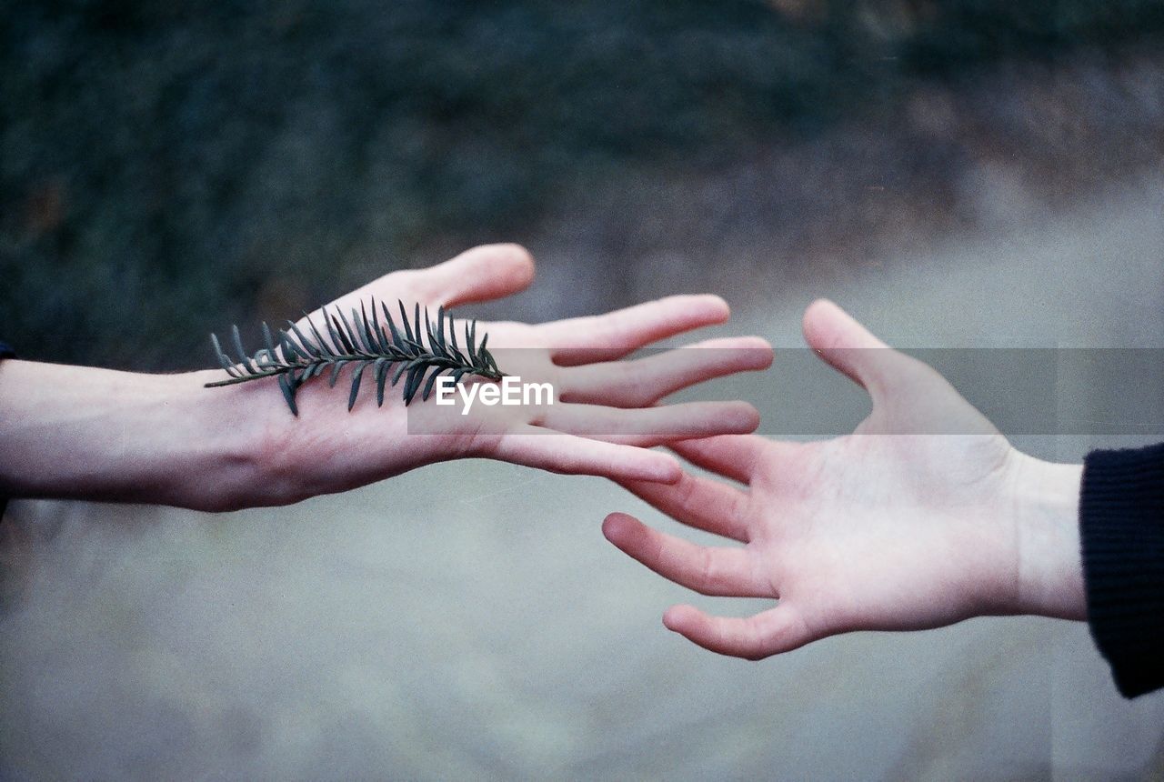 Cropped image of hands with pine twig