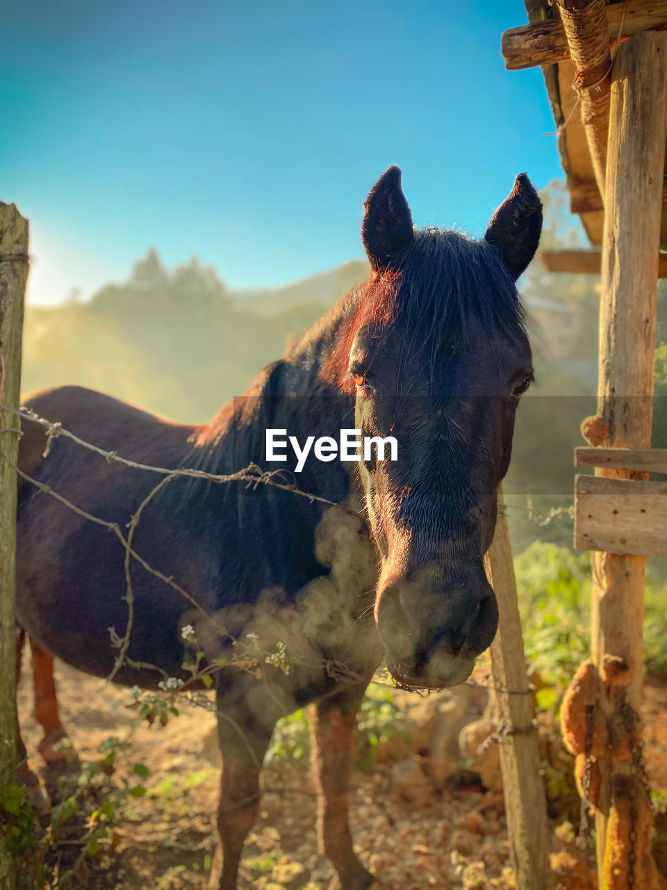 HORSE STANDING ON FIELD AGAINST SKY