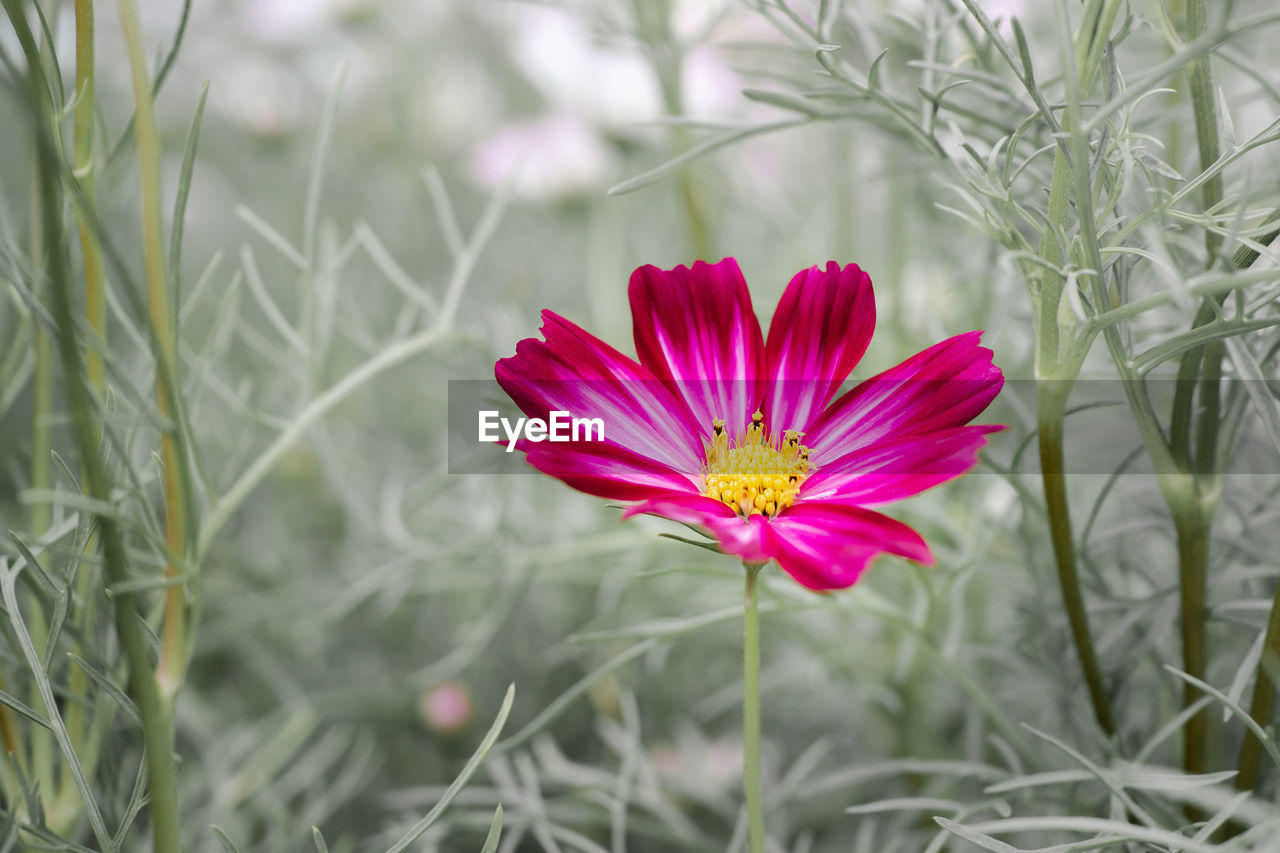 Close-up of pink cosmos flower