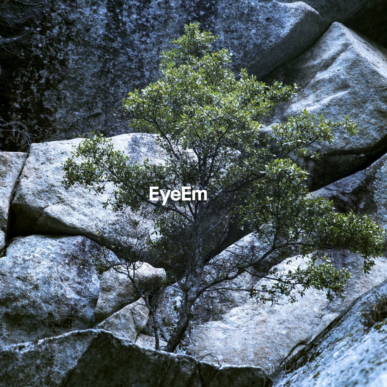 CLOSE-UP OF FROST ON TREE
