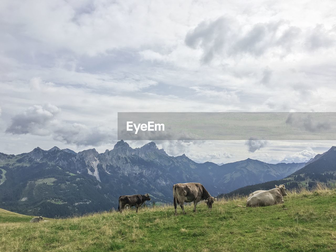 Cows grazing on field against mountains and cloudy sky