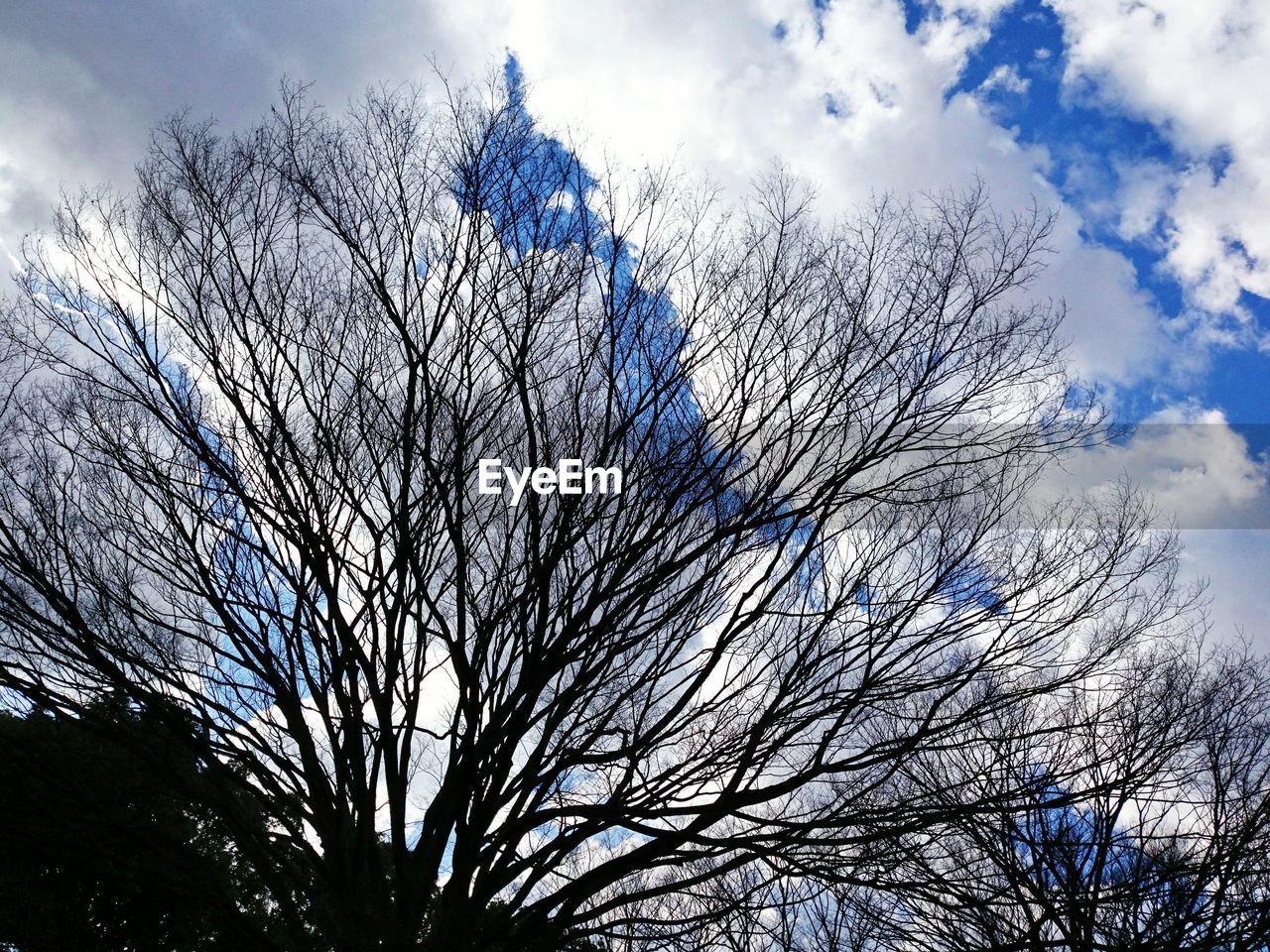 LOW ANGLE VIEW OF SILHOUETTE BARE TREE AGAINST BLUE SKY