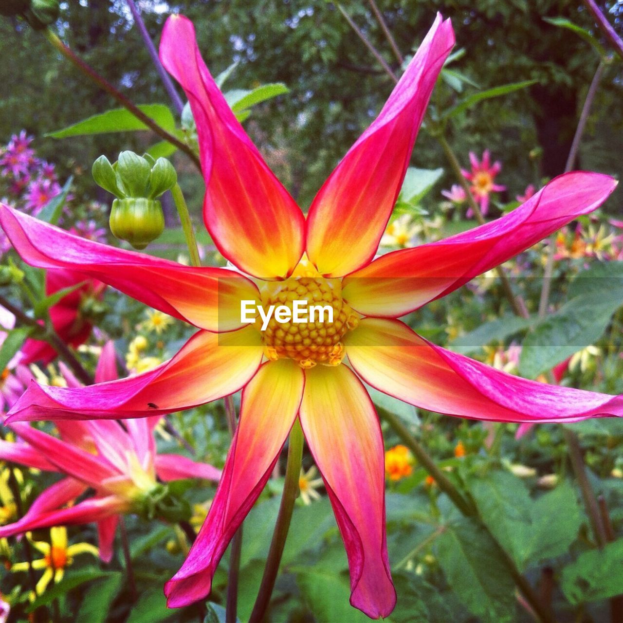 Close-up of flower