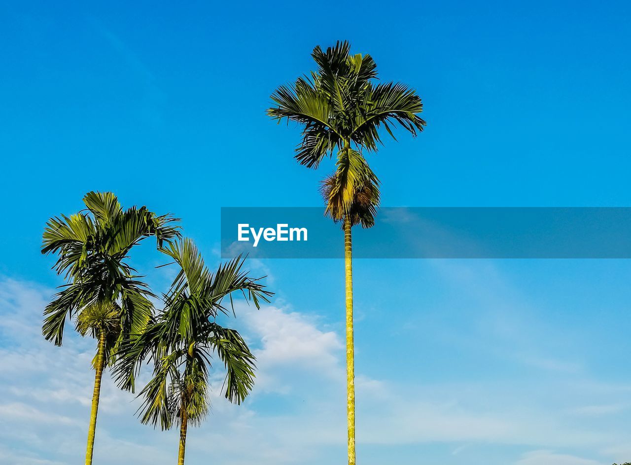 Low angle view of palm trees against blue sky
