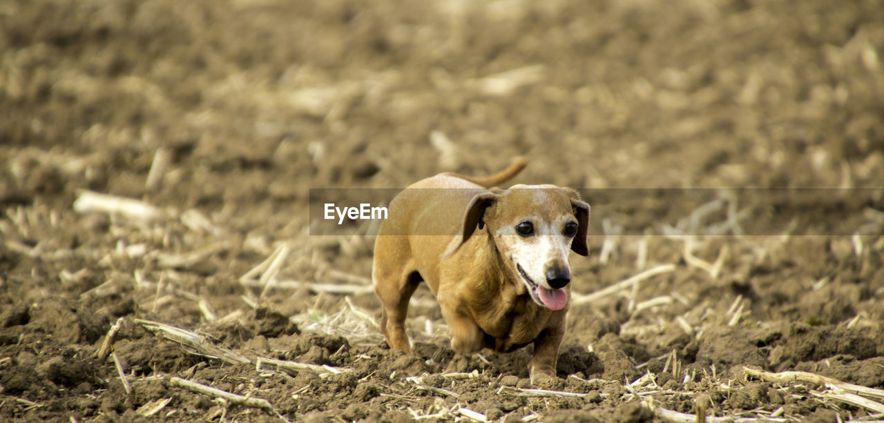 BROWN DOG RUNNING IN FIELD