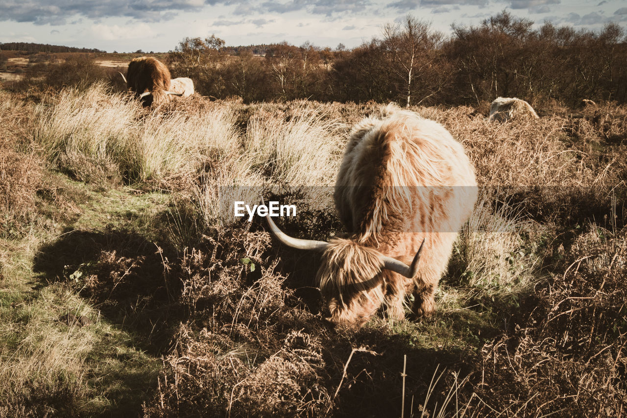 Cows grazing on field against sky