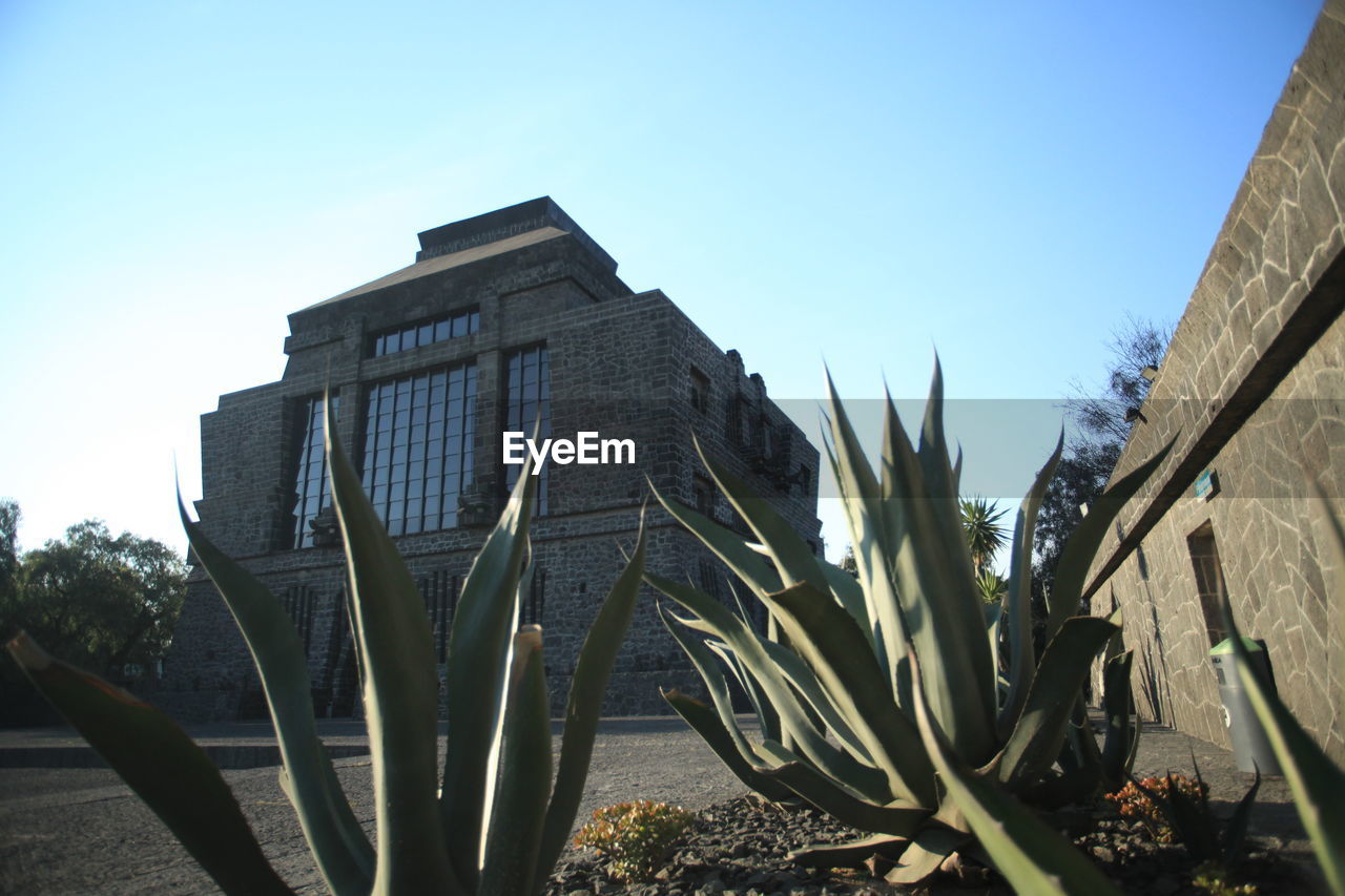 PLANTS GROWING ON BUILT STRUCTURE